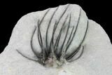 Very Rare, Spiny Heliopeltis Trilobite - Issoumour, Morocco #161102-6